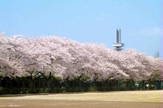 駒沢オリンピック公園　桜とオリンピック記念塔