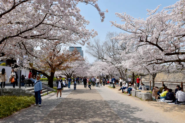 大阪城公園　花見客で賑わう様子