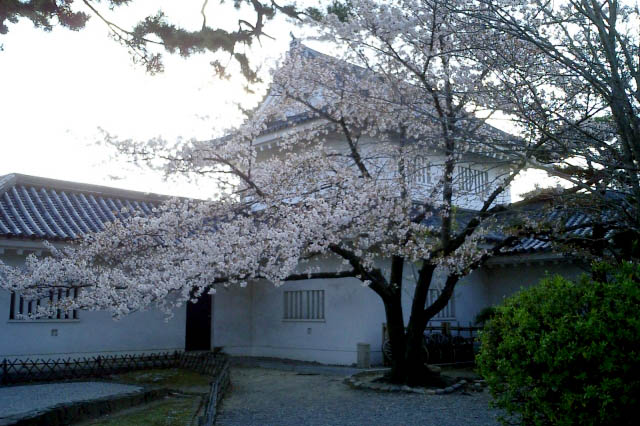 岸和田城　本丸隅櫓（すみやぐら）の桜