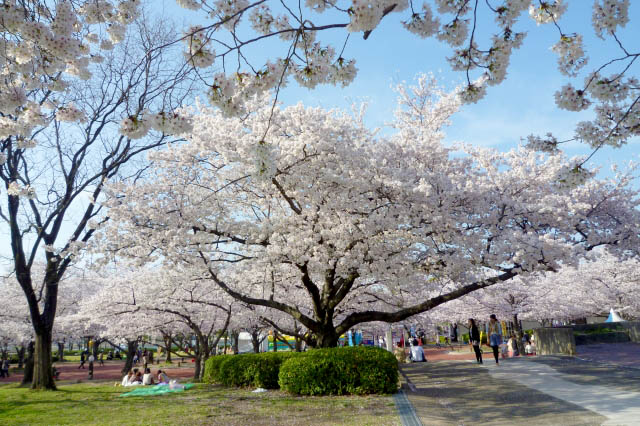 万博記念公園　東広場の桜