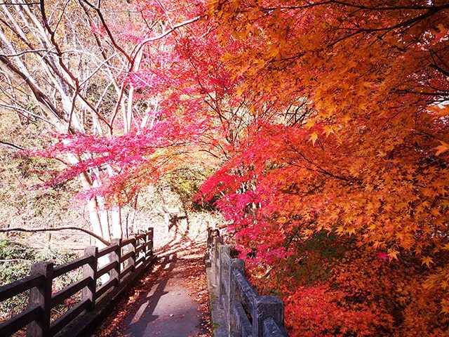 秋は紅葉が美しい遊歩道