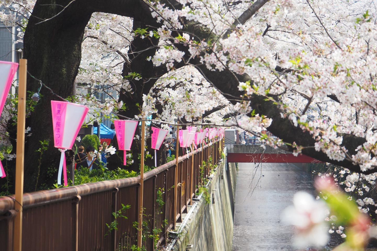 〈LIVE配信中〉全国・桜の名所ライブカメラ5選！自宅でお花見を楽しもう