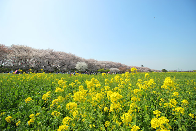 関東菜の花: 菜の花 神奈川県名所 – SQVS