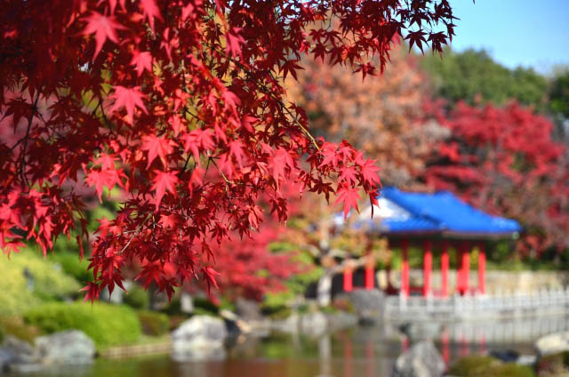 大阪】ここだけは押さえたい！「大阪の紅葉スポット5選」見頃＆ライト