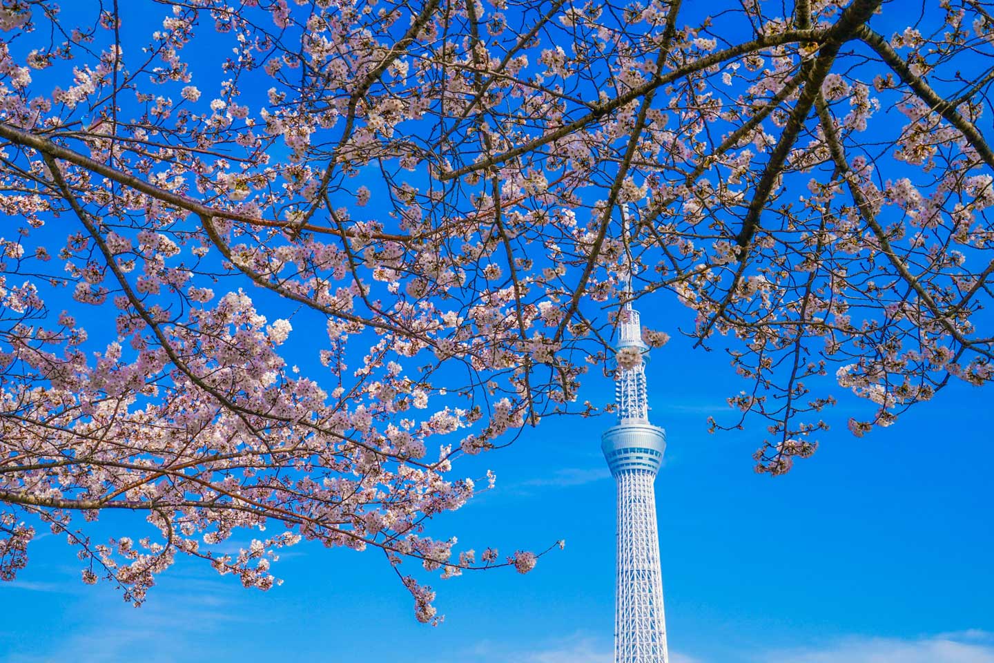 【マニア厳選】東京スカイツリーの絶景名所はここ！おすすめ撮影スポット8選