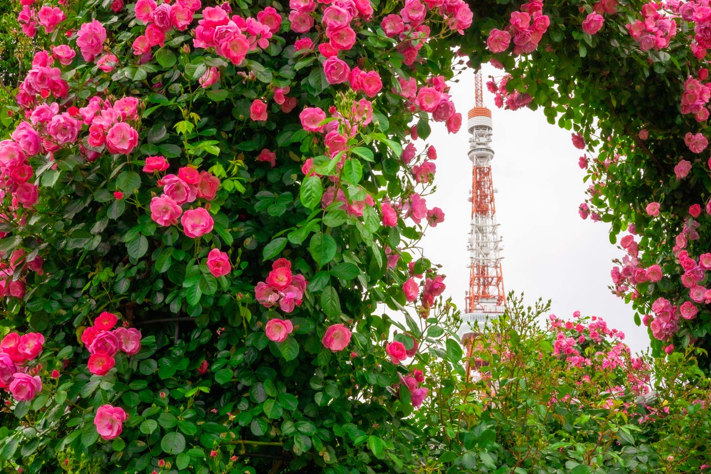 【マニア厳選】東京タワーの絶景名所はここ！おすすめ撮影スポット6選