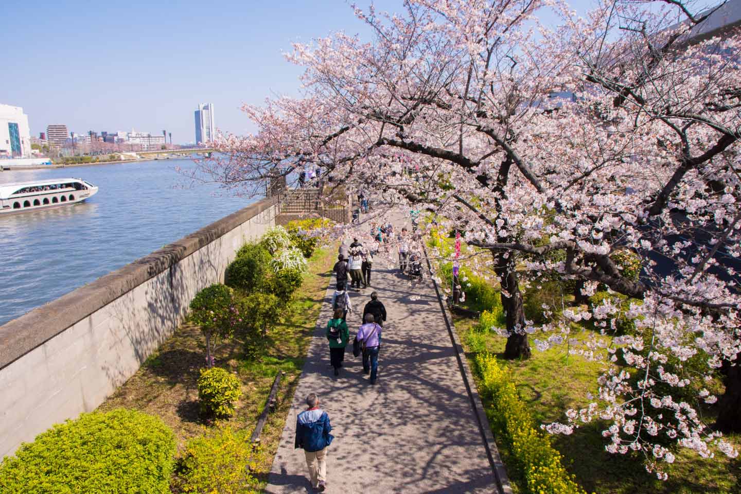 【2022春】東京都内の「お花見ランニングスポット5選」満開の桜並木でランニング！