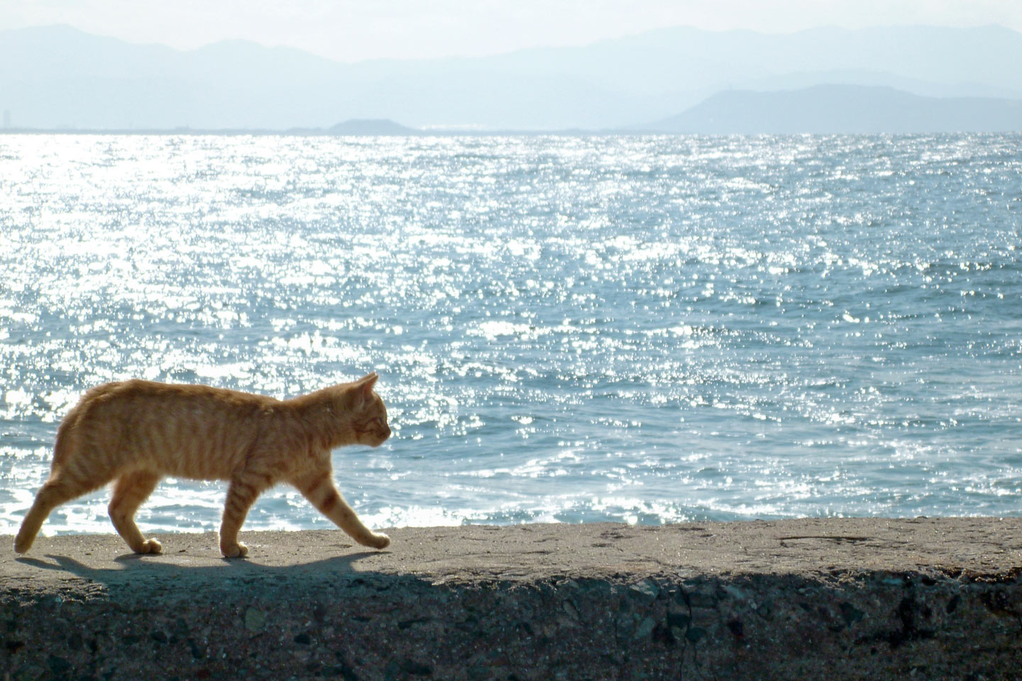 【全国ネコ旅】まさに猫島！「猫に出会える離島」9選｜アクセス情報も