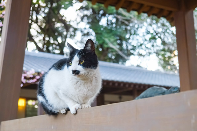 江ノ島の街中で自由気ままに暮らす猫たち