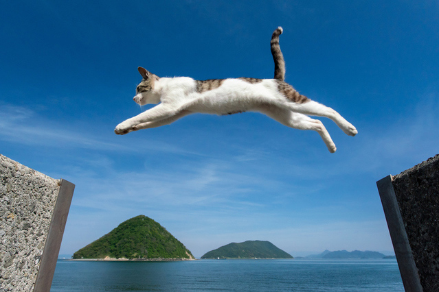 佐栁島と言えば、堤防の間を飛び渡る猫！