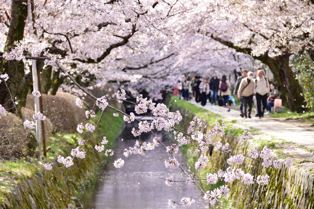 哲学の道は桜と紅葉の時期が人気