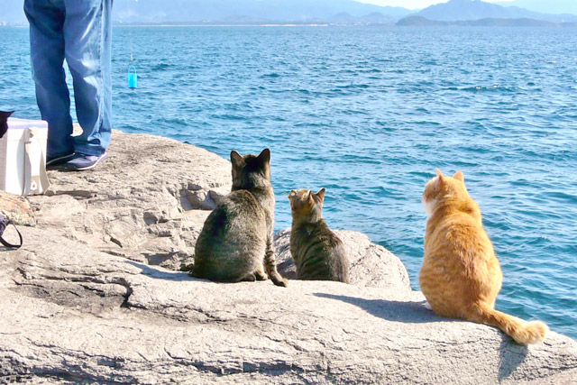 相島では釣り人が猫に人気