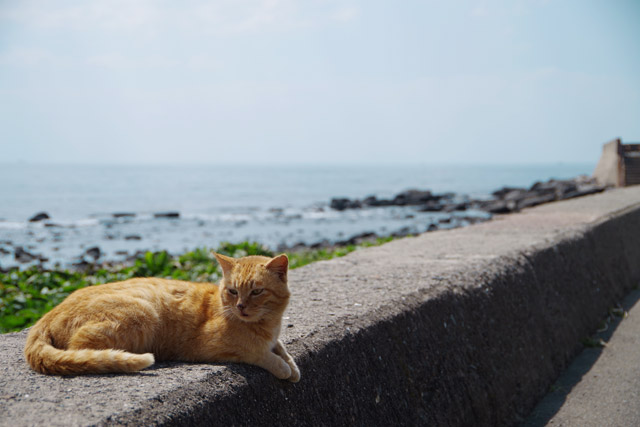 相島の猫は堤防でのんびり