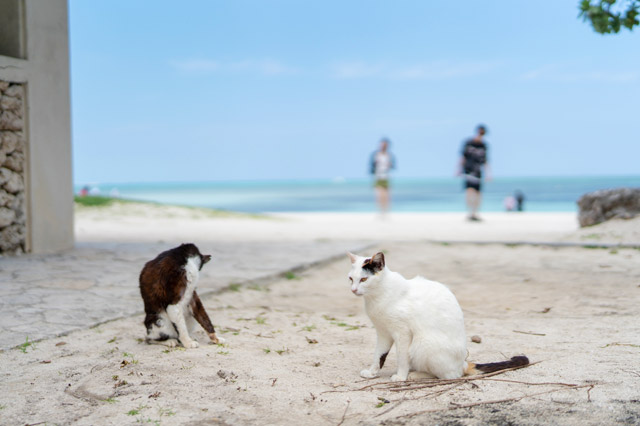竹富島では「コンドイビーチ」が猫スポット