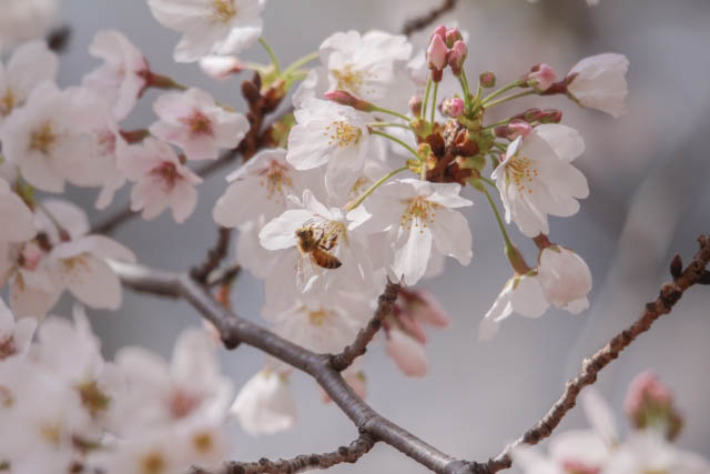 桜 ※イメージ
