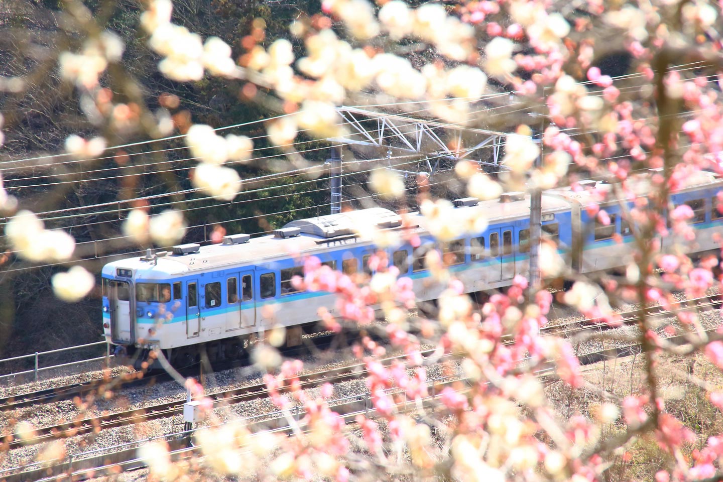 【東京】早めのお花見は“梅の花”で！都内の「梅の名所」6選｜屋台が出る梅まつり情報も