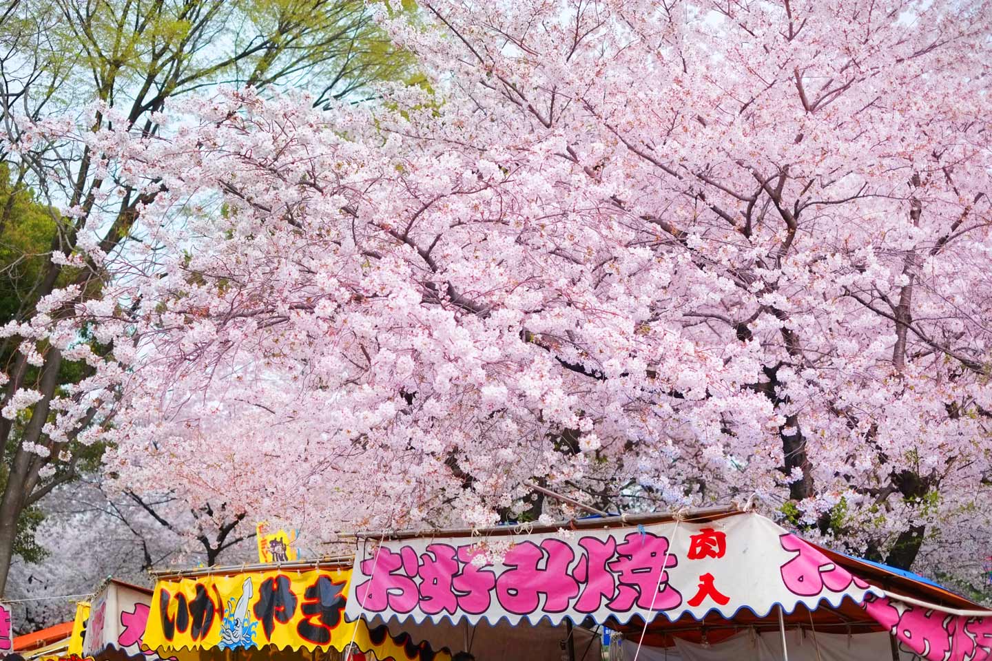 【東京】桜を見ながら屋台も楽しめる！都内の出店が並ぶ花見スポット8選｜イベント開催情報も