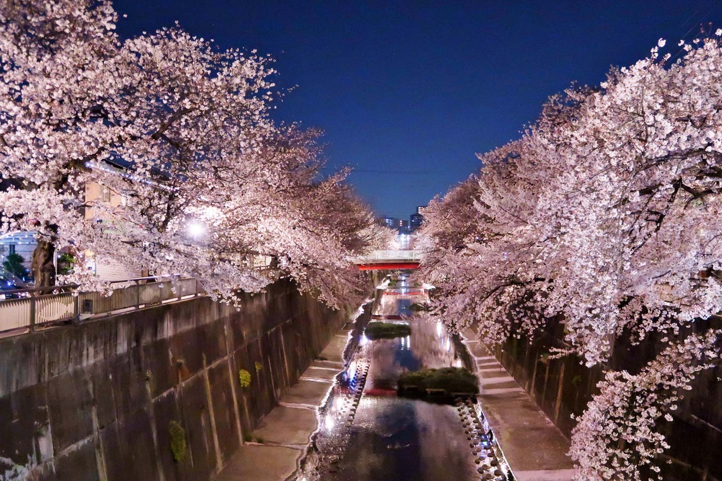 【2022春】東京で楽しむ「夜桜」の名所5選｜都内の花見＆ライトアップ情報をお届け