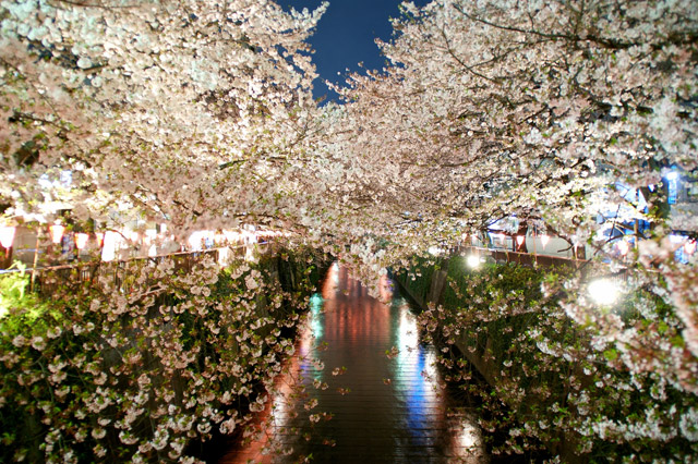 【2022春】東京で楽しむ「夜桜」の名所5選|都内の花見&ライトアップ情報をお届け | NAVITIME Travel