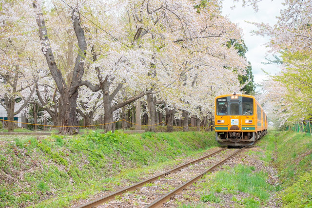 芦野公園　桜と津軽鉄道