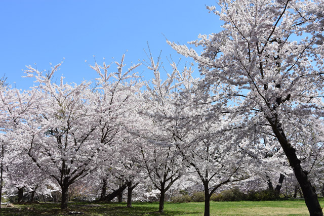 芦野公園　桜