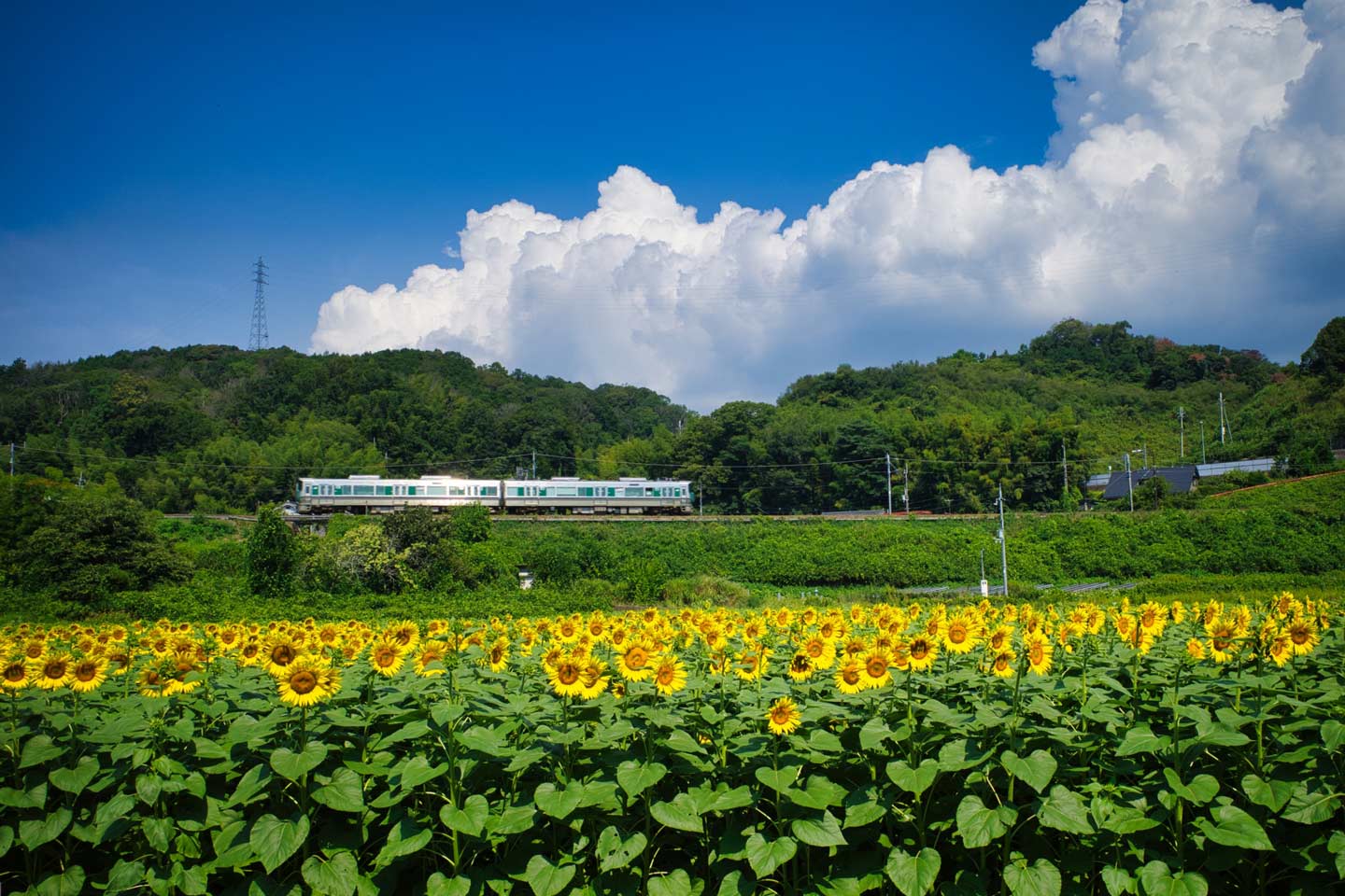 【関西】夏の花といえば！「ひまわり畑の名所8選」夏休みの旅行やドライブに