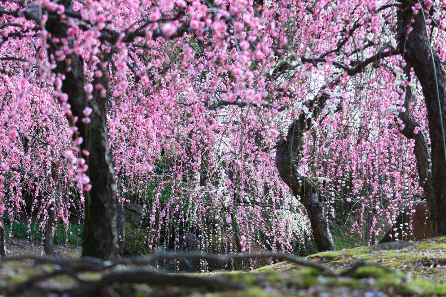 【関西】春の始まりを感じる「梅の名所」7選｜見頃＆アクセス情報も