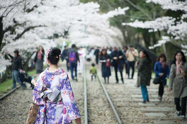 Cherry Blossom Season in Japan