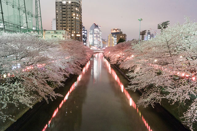 Nakameguro Sakura in Tokyo