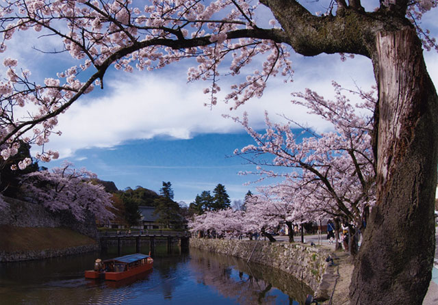 From earliest to latest, follow the blooming flowers of cherry blossom 2020