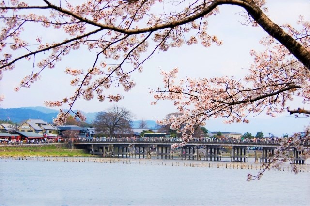 [2020] 일본 전국의 벚꽃 명소 랭킹 알아보기