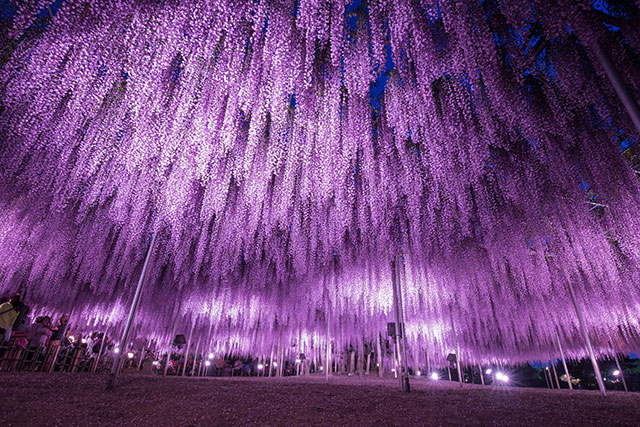 足立花卉公園 紫藤花祭