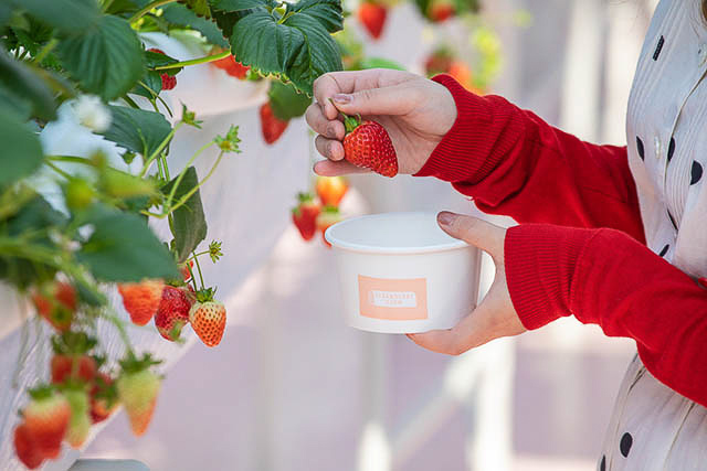 全年365天都能採草莓的草莓園