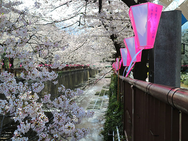 Meguro River cherry blossoms