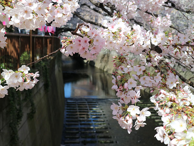 目黑川的櫻花步道