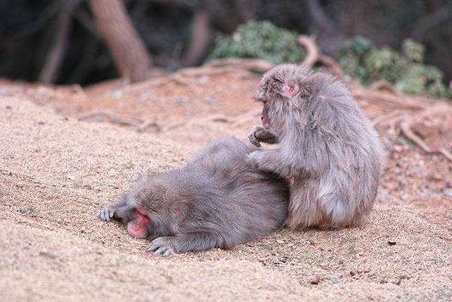 Wild Japanese Macaques