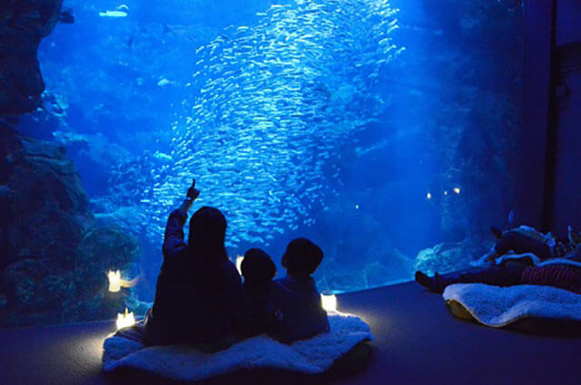 Night-time Aquarium