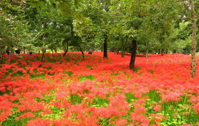 September’s most superb view: recommended spots for seeing autumn-blooming cluster amaryllis