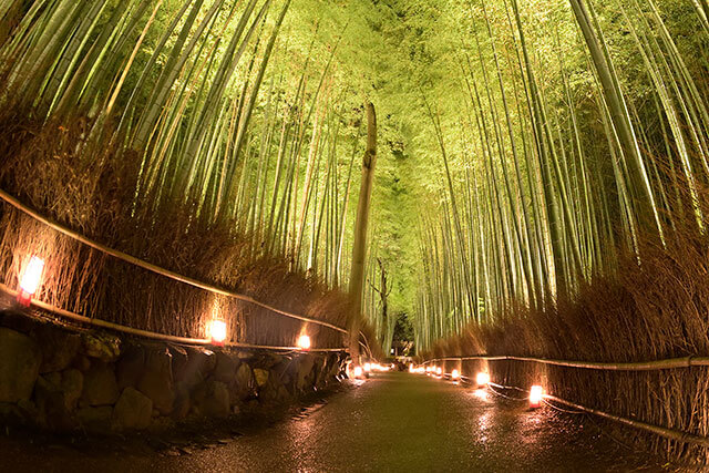 Bamboo Forest (C)Kyoto Hanatouro Promotion Council