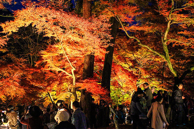 Autumn Foliage and Night Illumination Events
