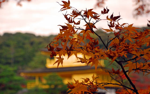 2019 Best Autumn Color Spots at the UNESCO World Heritage Sites surrounding Kinkakuji Temple