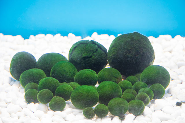 盛產鱒魚與綠球藻