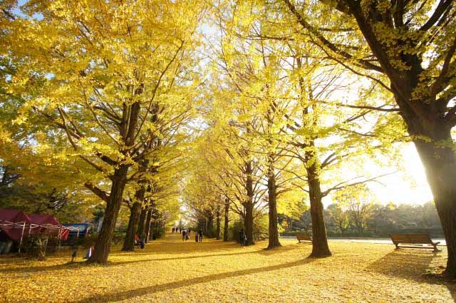 2019 Autmun Leaves in Tokyo: 10 of the most beautiful rows of Gingko trees!