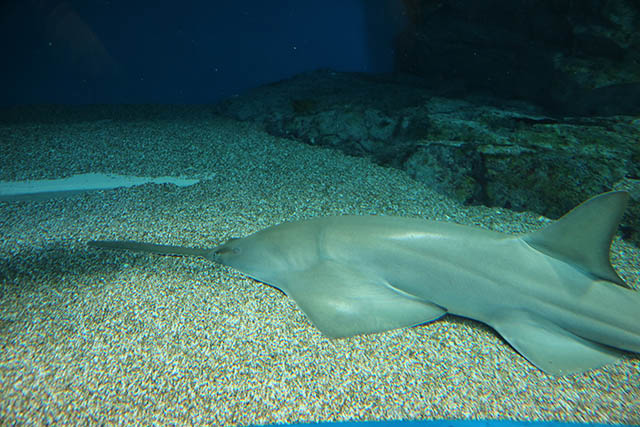 Only place in the world to see the "Dwarf Sawfish"!