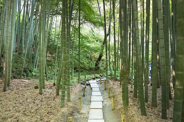 Bamboo grove at Hokoku-ji Temple