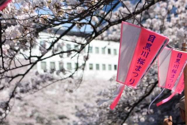 Meguro River Cherry Blossoms