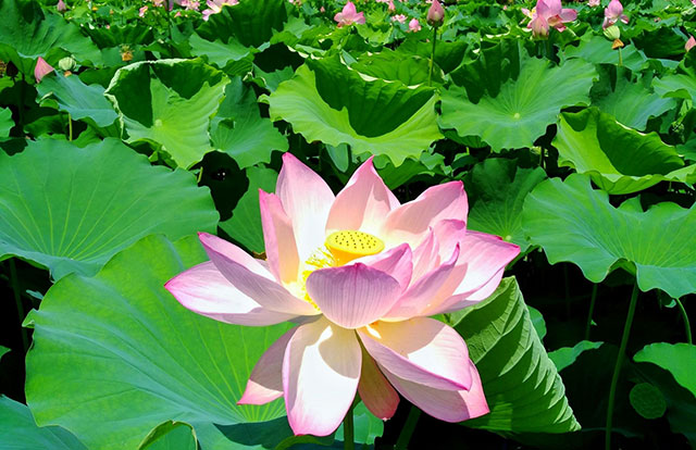 The garden's seasonal beauty with floating lotus at Hakusan Park