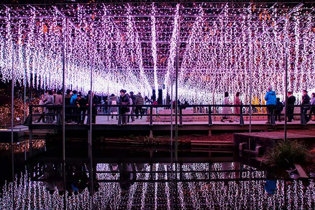 Walk or stand under the replicated wisteria in full bloom with LED lights