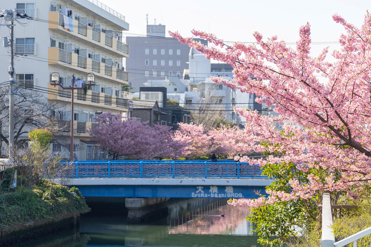 7 สถานที่ซ่อนเร้นเพื่อชมดอกซากุระบานในโตเกียวและรอบๆ โตเกียว