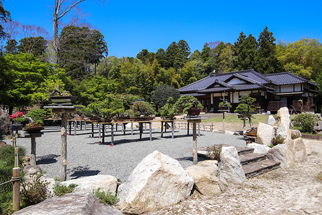 Tree House Bonsai: สวนบอนไซของชาวตะวันตกแห่งเดียวในญี่ปุ่น